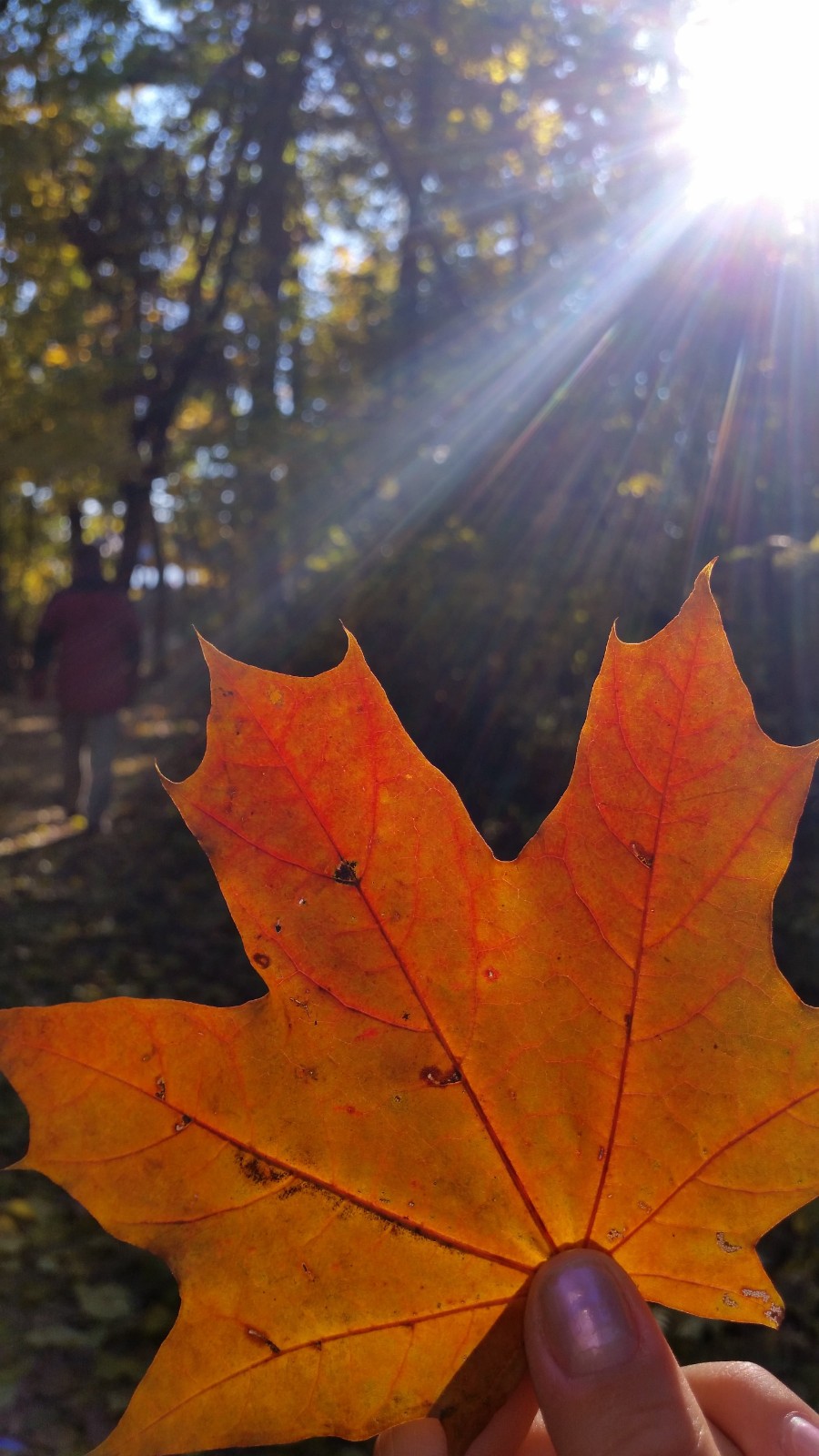 autumn-foliage-yellow-glamour-5b20de1710c4a9046c9a6bb5ff35ba1d.jpg